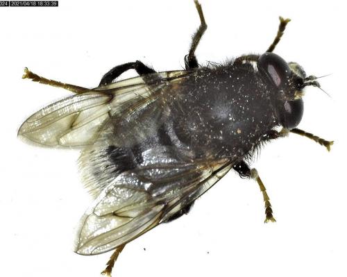 Réf. 279 790 : Criorhina ranunculi